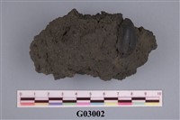 藏品(昆蟲化石)的圖片